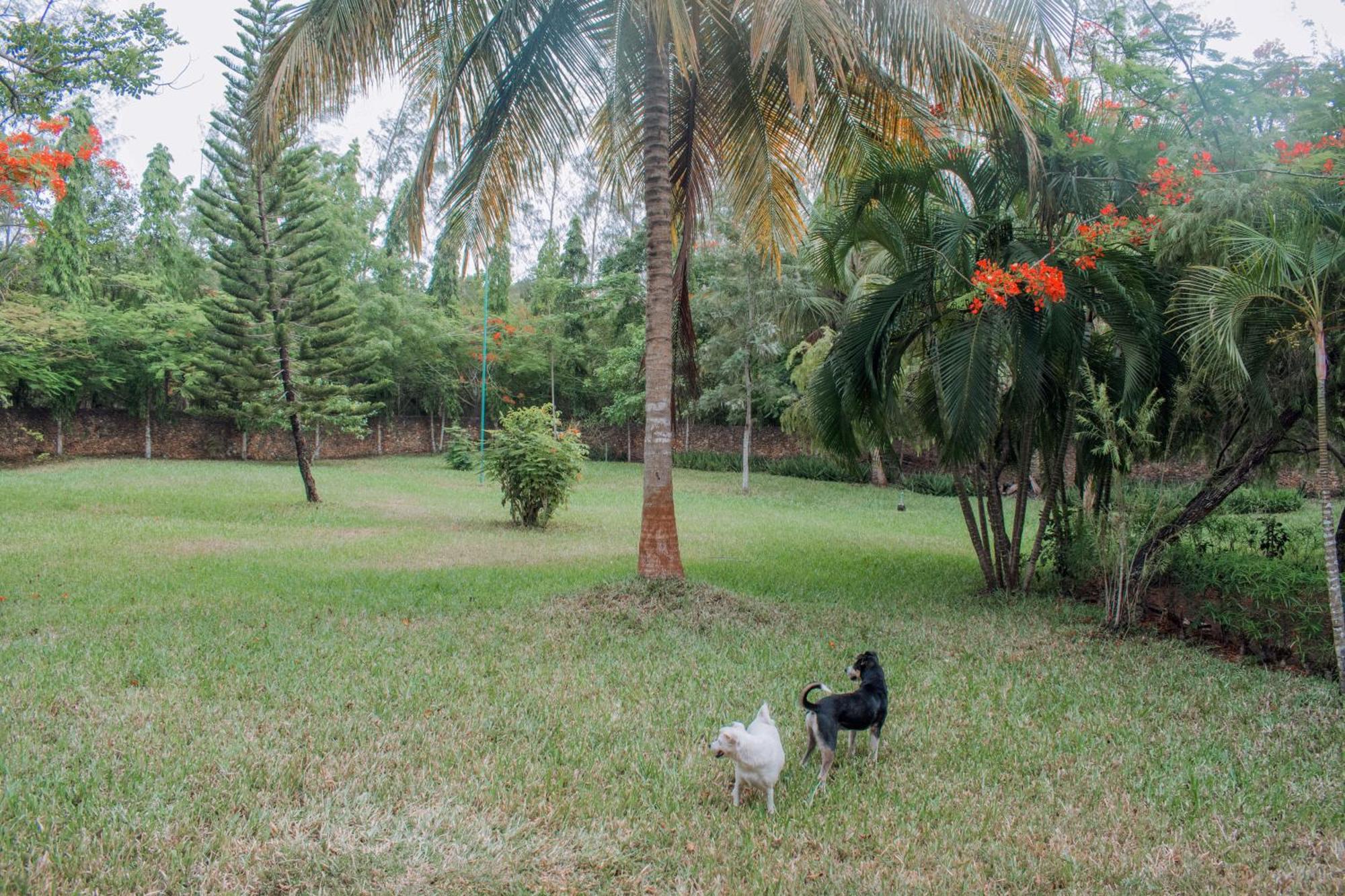 Kijani Cottages In Diani Diani Beach Eksteriør bilde